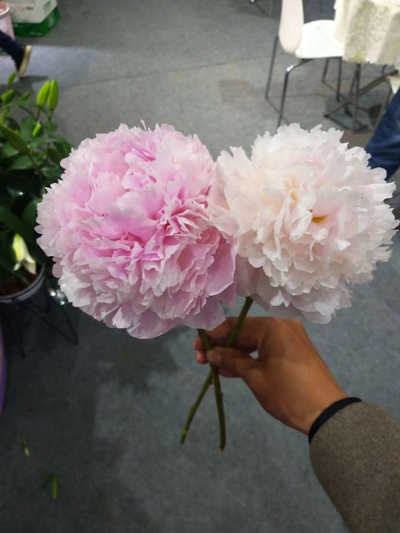 芍药芍药花鲜切花芍药菏泽基地出售芍药苗