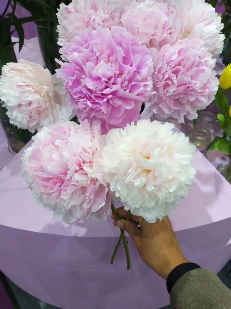 芍药芍药花鲜切花芍药菏泽基地出售芍药苗