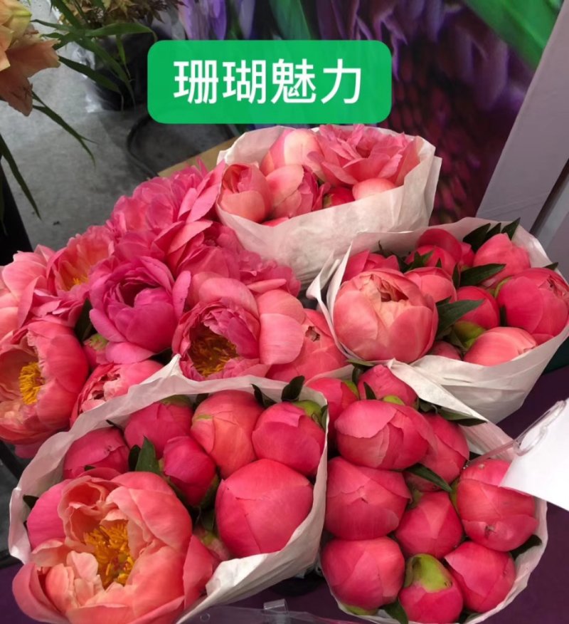 芍药芍药花鲜切花芍药菏泽基地出售芍药苗