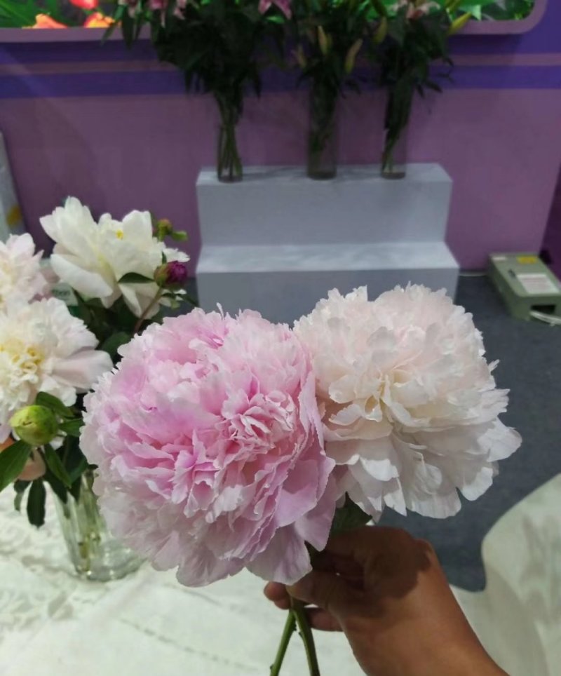 芍药芍药花鲜切花芍药菏泽基地出售芍药苗