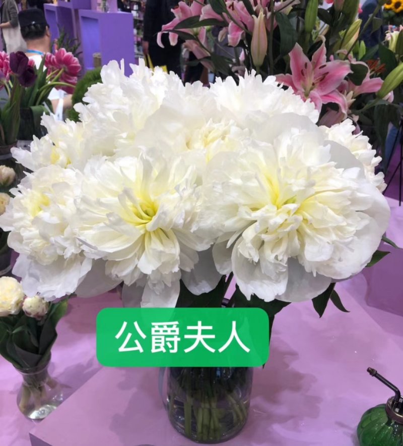 芍药芍药花鲜切花芍药菏泽基地出售芍药苗