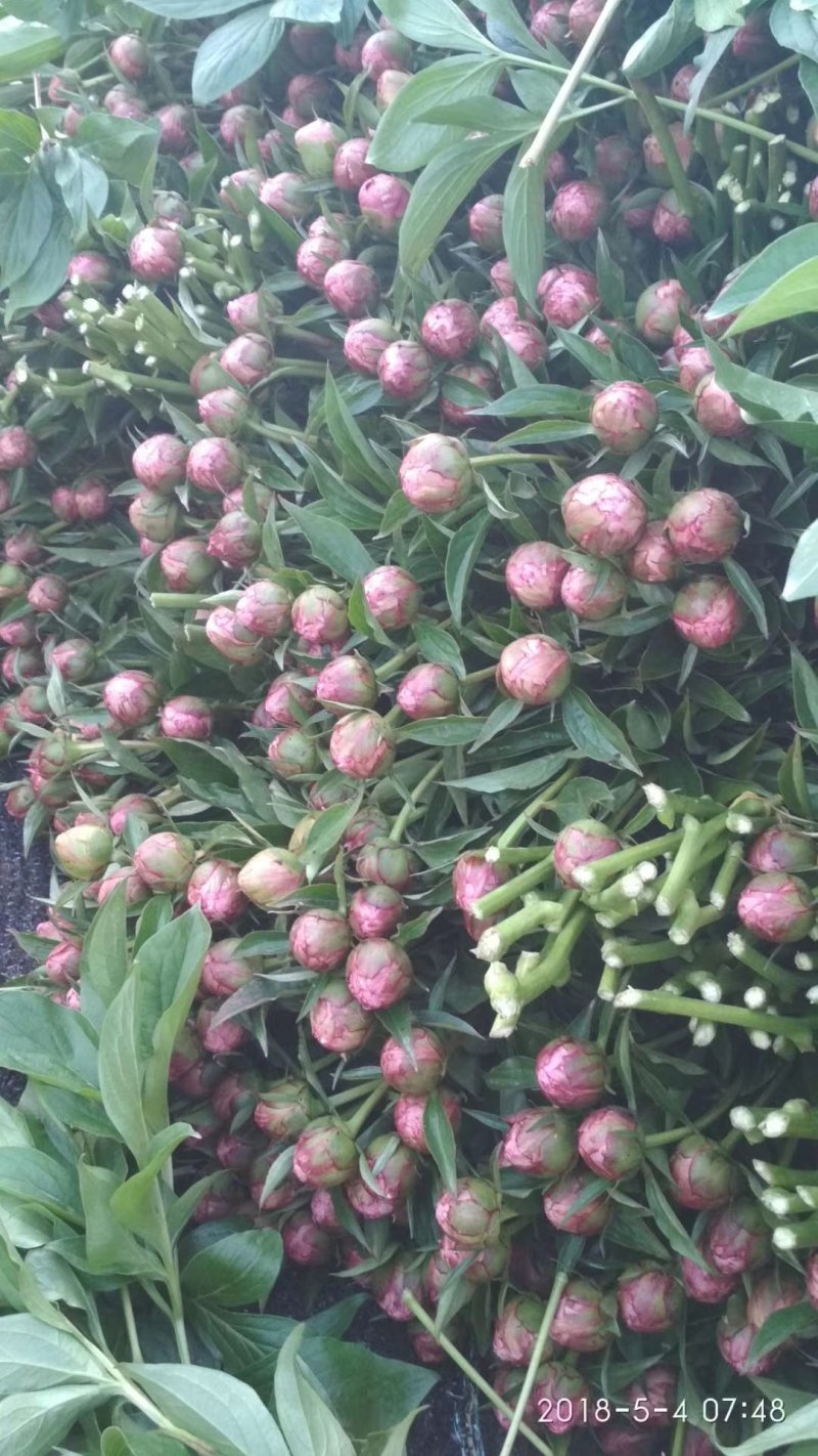 芍药芍药花鲜切花芍药菏泽基地出售芍药苗