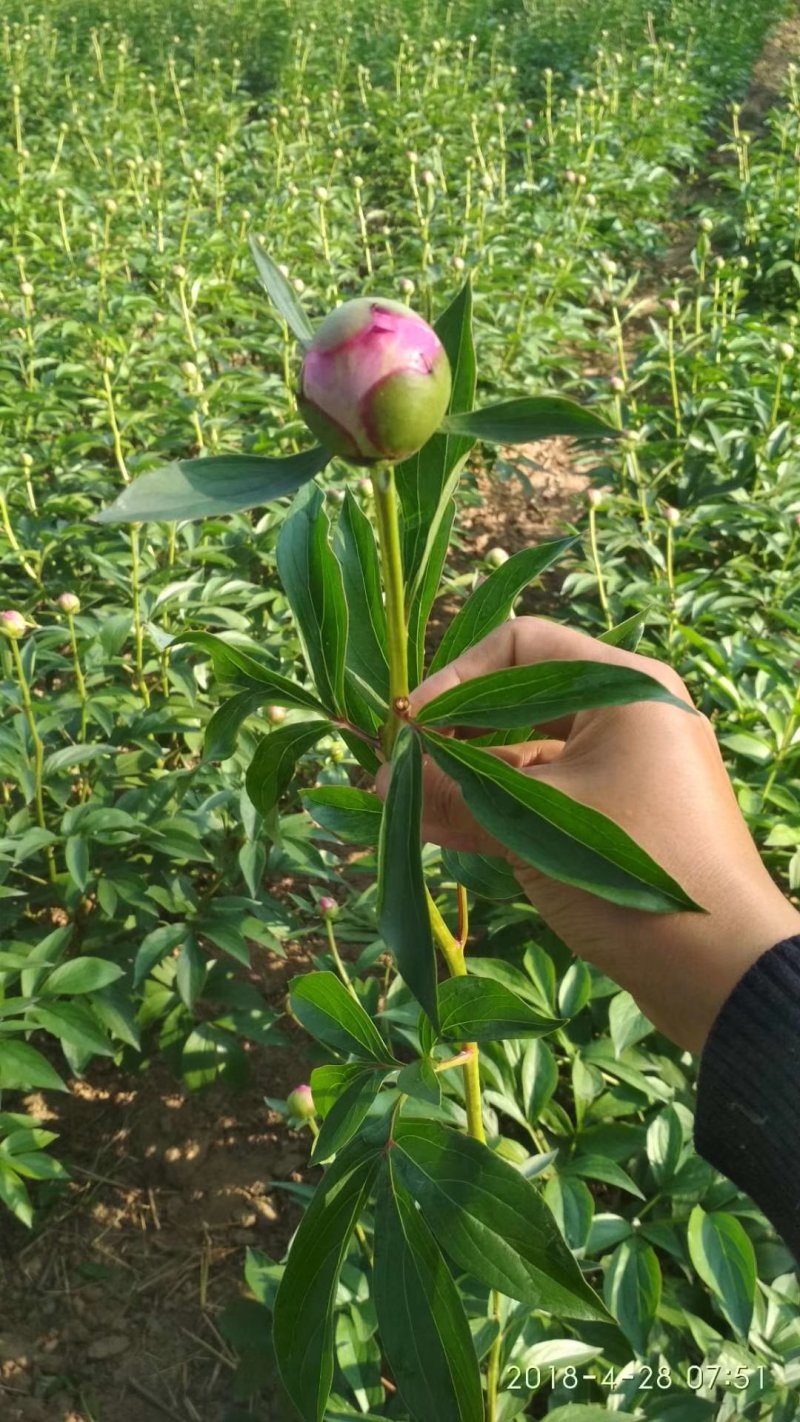 芍药芍药花鲜切花芍药菏泽基地出售芍药苗