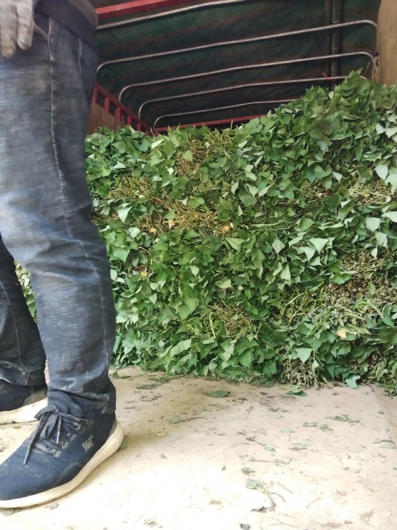 商薯19西瓜红红薯苗