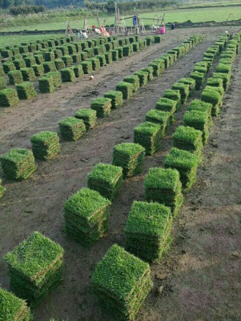 湖南郴州马尼拉草块结缕草批发