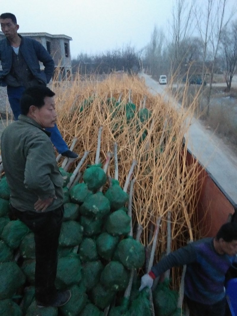 大量供应金枝槐，金叶槐