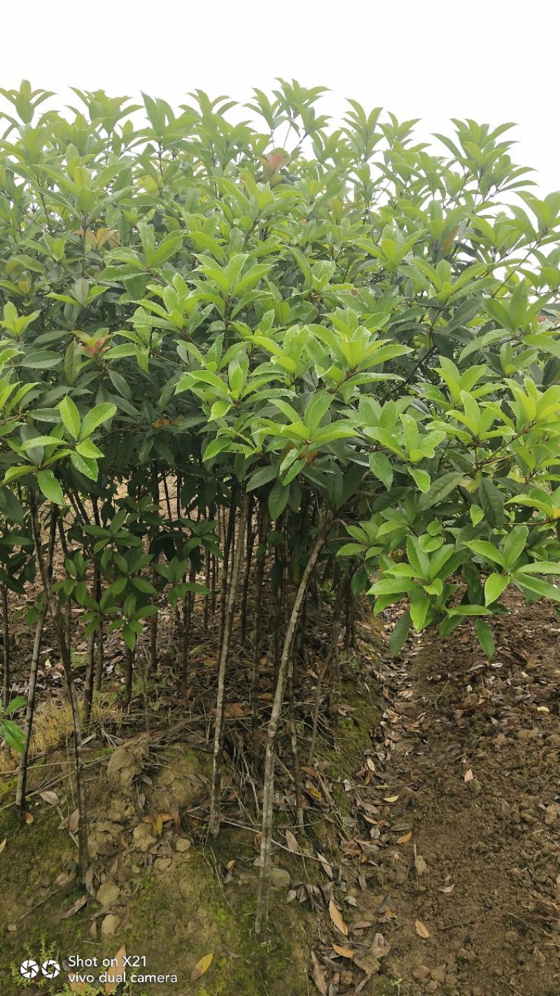 丹桂树
