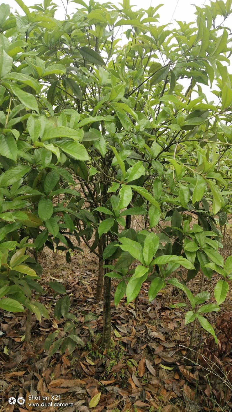 丹桂树