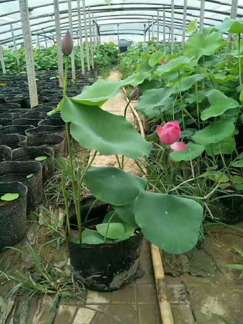 盆栽荷花