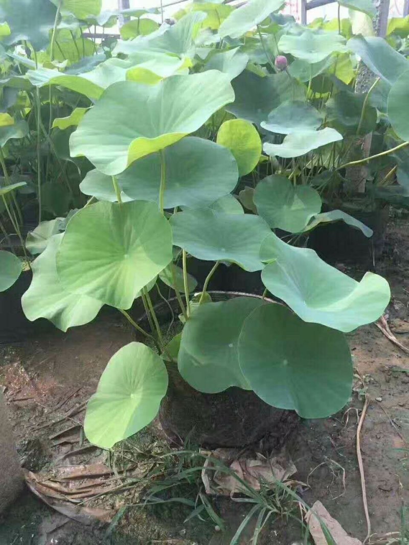 盆栽荷花