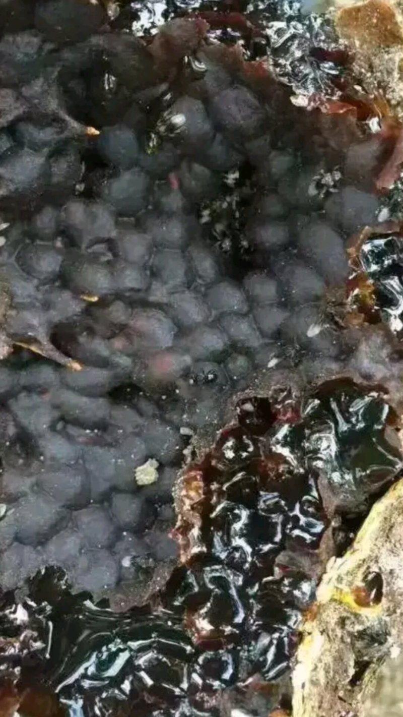 酸蜂蜜