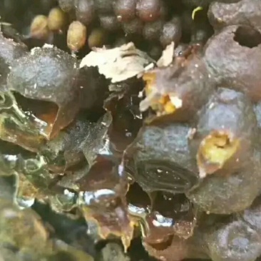 酸蜂蜜