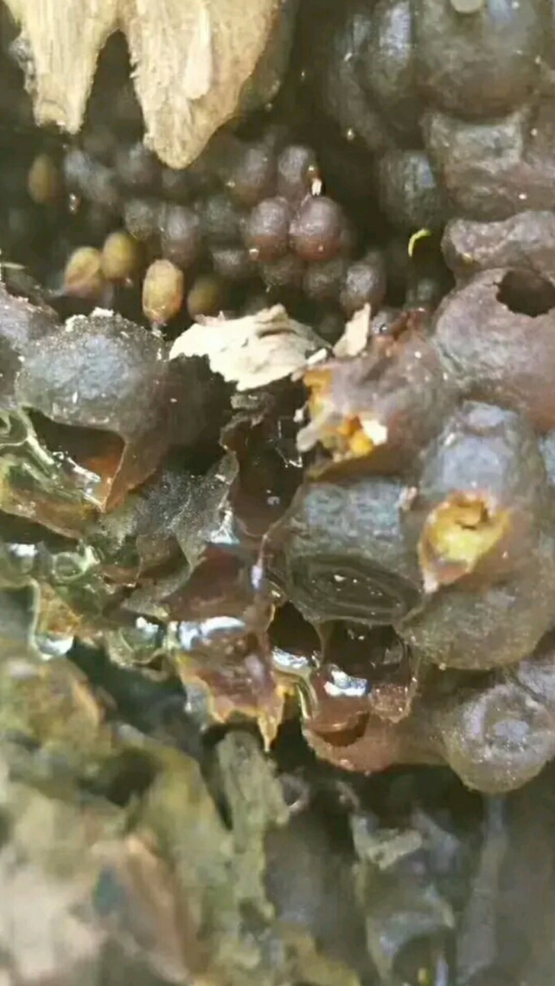 酸蜂蜜
