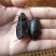 （现货）新货，熟冻黑龙虱，膏多肉厚