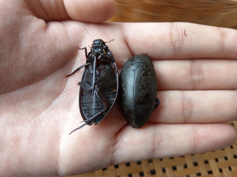 （现货）新货，熟冻黑龙虱，膏多肉厚
