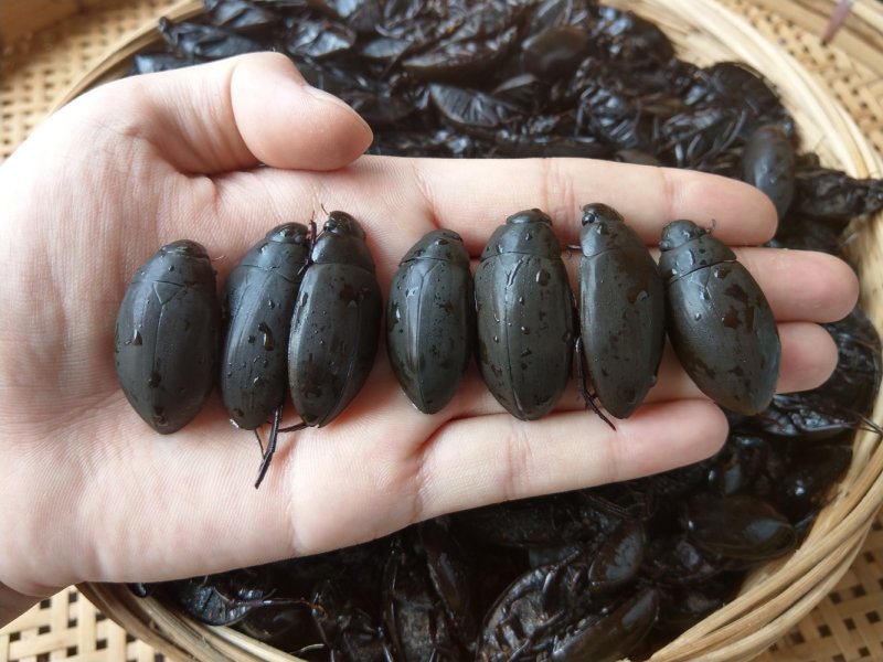 （现货）新货，熟冻黑龙虱，膏多肉厚