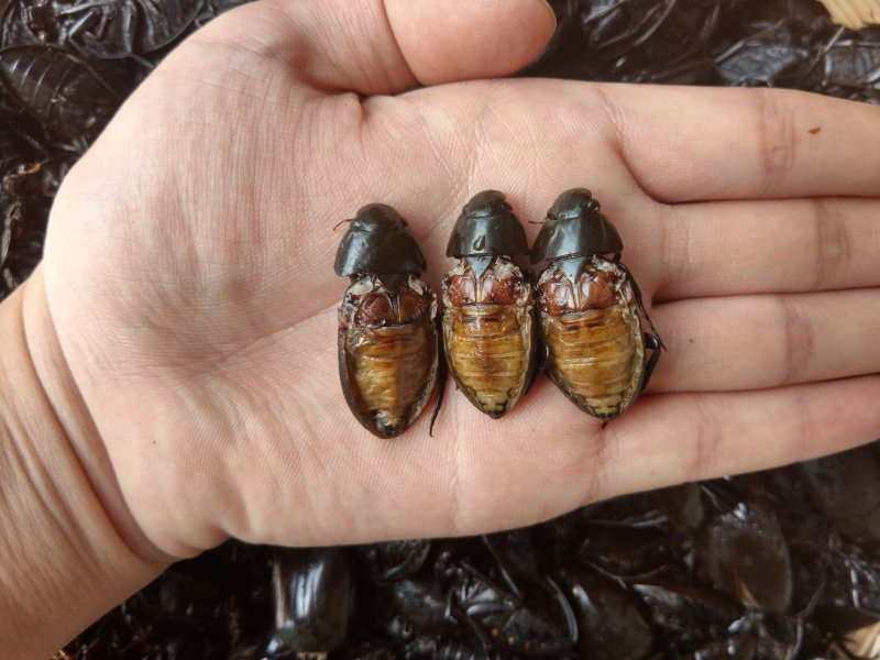 （现货）新货，熟冻黑龙虱，膏多肉厚