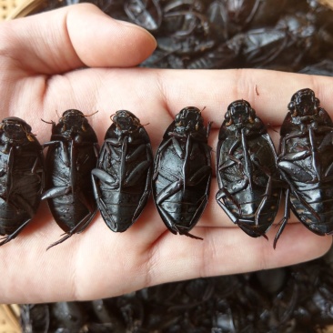 （现货）新货，熟冻黑龙虱，膏多肉厚
