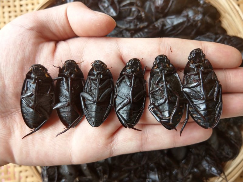 （现货）新货，熟冻黑龙虱，膏多肉厚