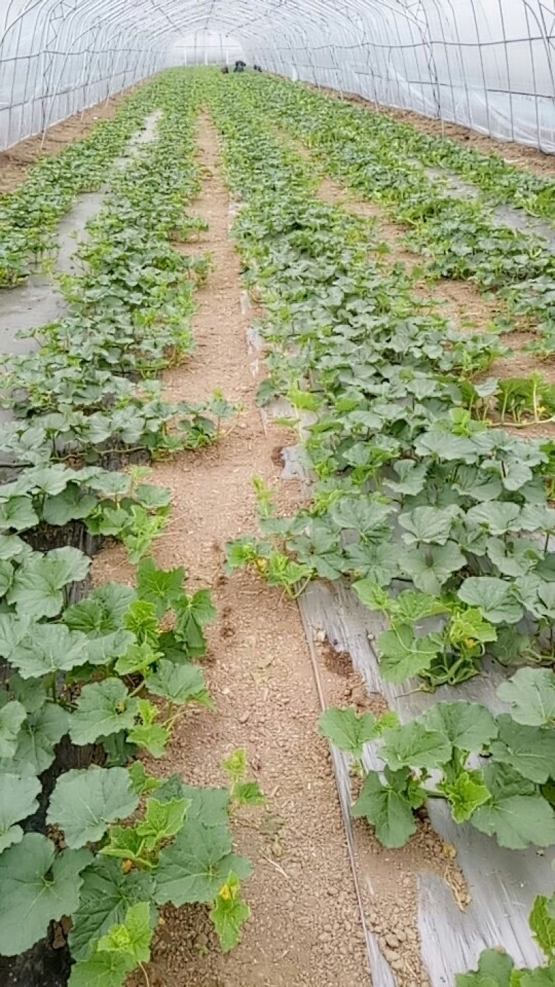 小甜蜜瓜