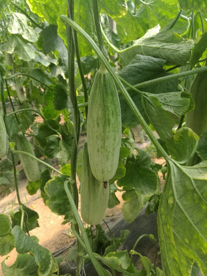 山东羊角蜜大量上市，甘甜可口食品，诚招全国客商，欢迎