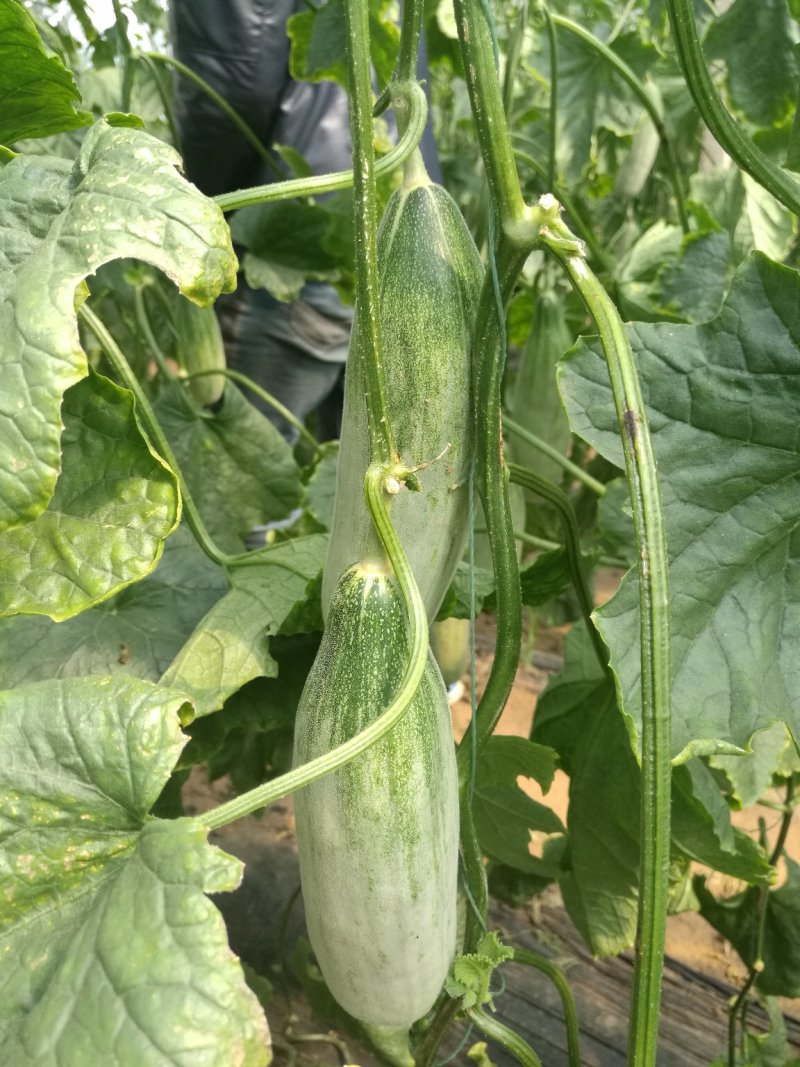 山东羊角蜜大量上市，甘甜可口食品，诚招全国客商，欢迎
