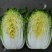 黄心白菜2-4斤秋胜，彭州冬白菜大量上市了