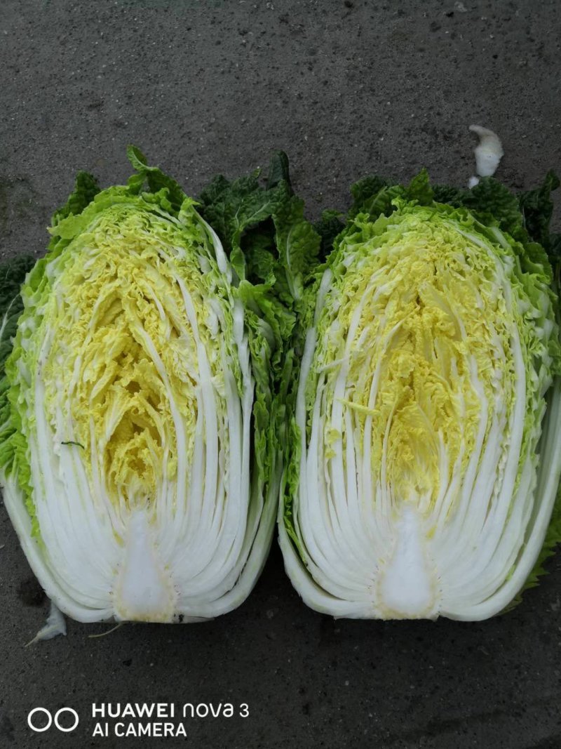 黄心白菜2-4斤秋胜，彭州冬白菜大量上市了