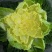黄心白菜2-4斤秋胜，彭州冬白菜大量上市了