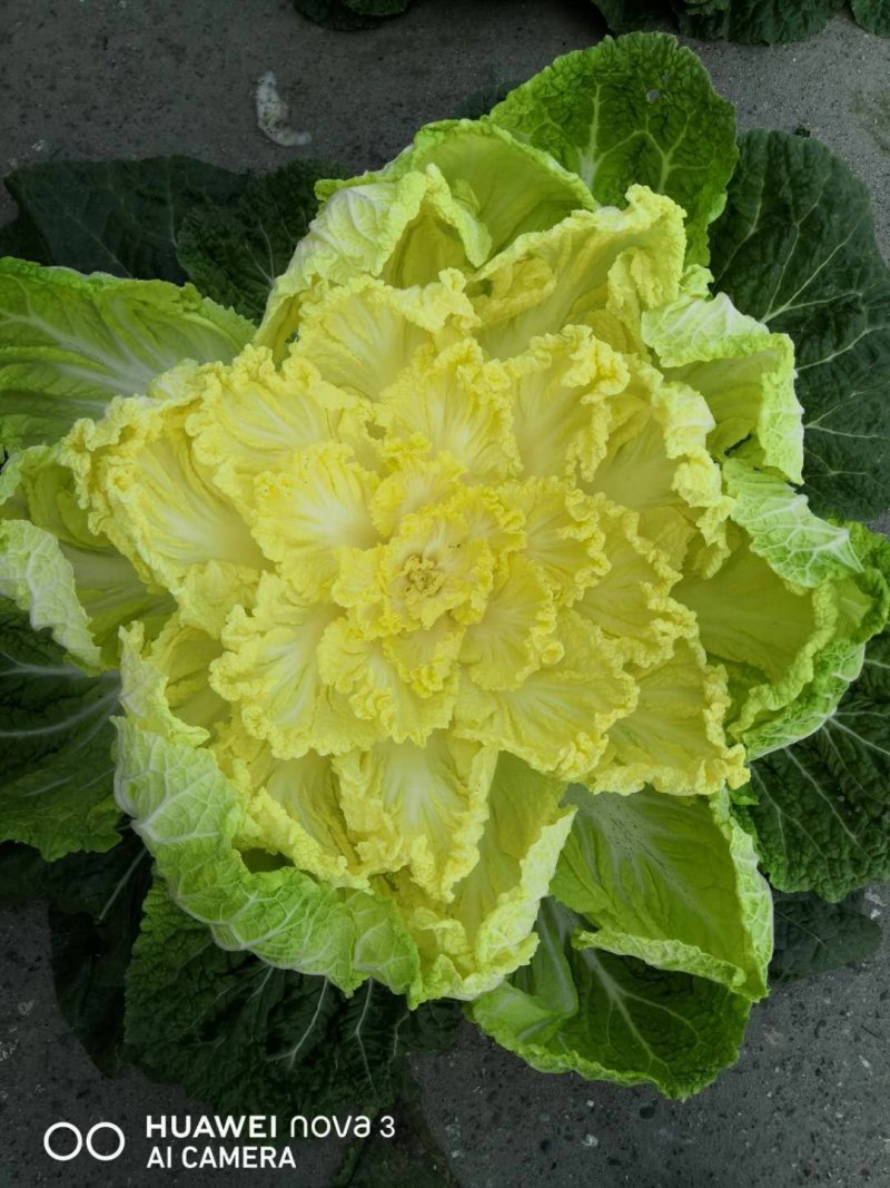 黄心白菜2-4斤秋胜，彭州冬白菜大量上市了