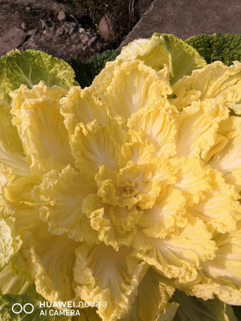 黄心白菜2-4斤秋胜，彭州冬白菜大量上市了