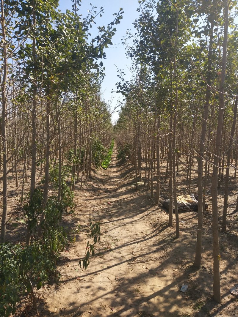 20-25公分银杏实生树直生树