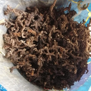 淫羊藿