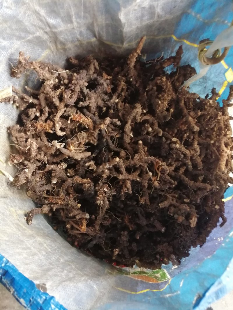 淫羊藿