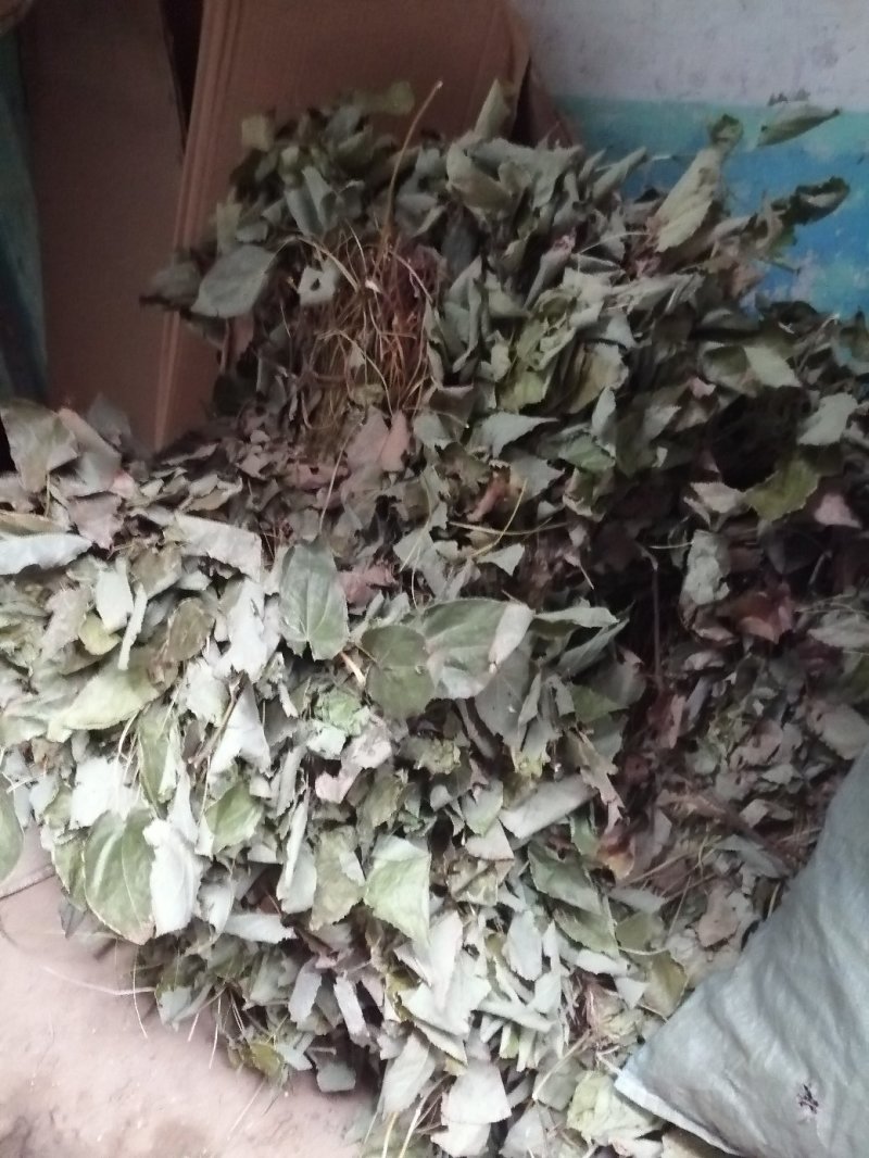 淫羊藿