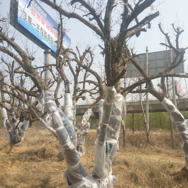 花石榴果石榴古树桩造型石榴独杆丛生假植苗原生苗