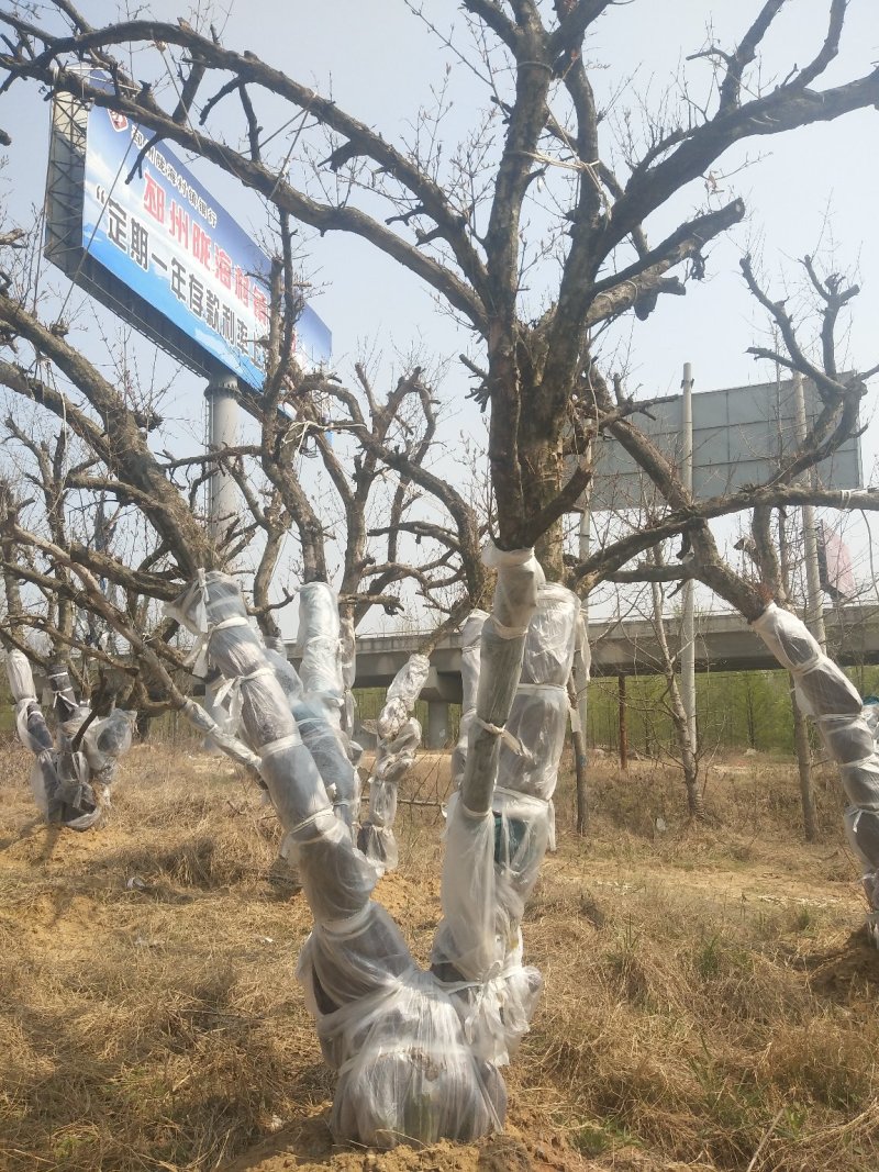 花石榴果石榴古树桩造型石榴独杆丛生假植苗原生苗