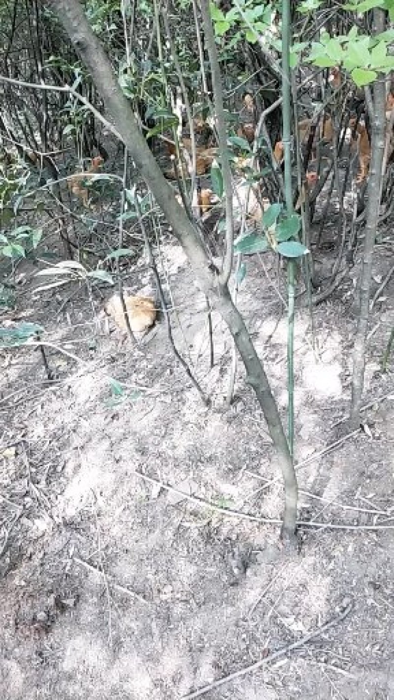 正宗皖南土鸡山林放养味道鲜美是你的不二之选。