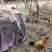 正宗皖南土鸡山林放养味道鲜美是你的不二之选。