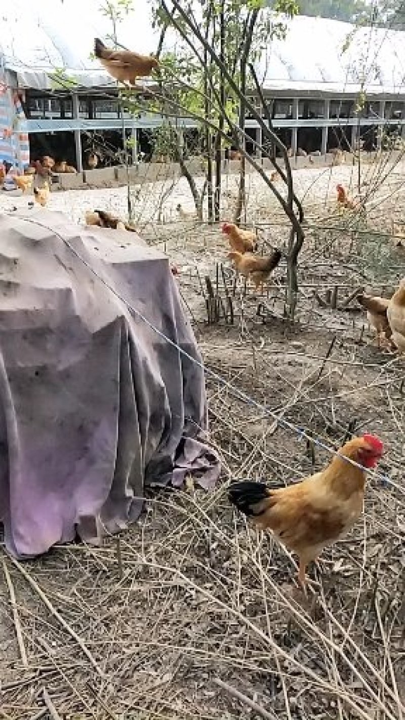 正宗皖南土鸡山林放养味道鲜美是你的不二之选。