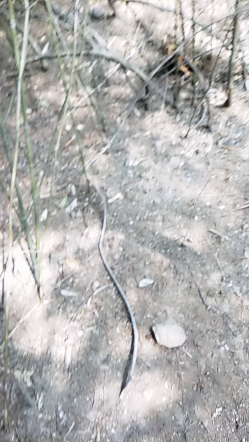 正宗皖南土鸡山林放养味道鲜美是你的不二之选。