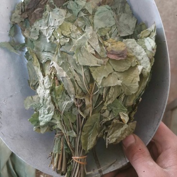 人参叶货好量大要多了有优惠欢迎下单