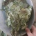 人参叶货好量大要多了有优惠欢迎下单
