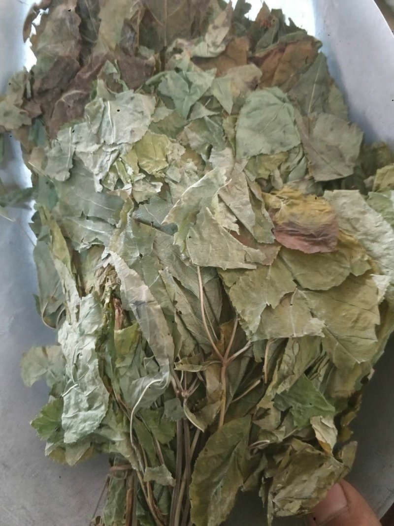 人参叶货好量大要多了有优惠欢迎下单