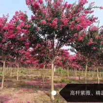 紫薇2--15公分红花美国紫薇