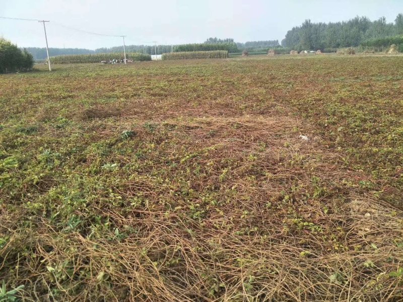 爬山虎五叶地锦三叶地锦护坡绿化遮阳易栽易成活