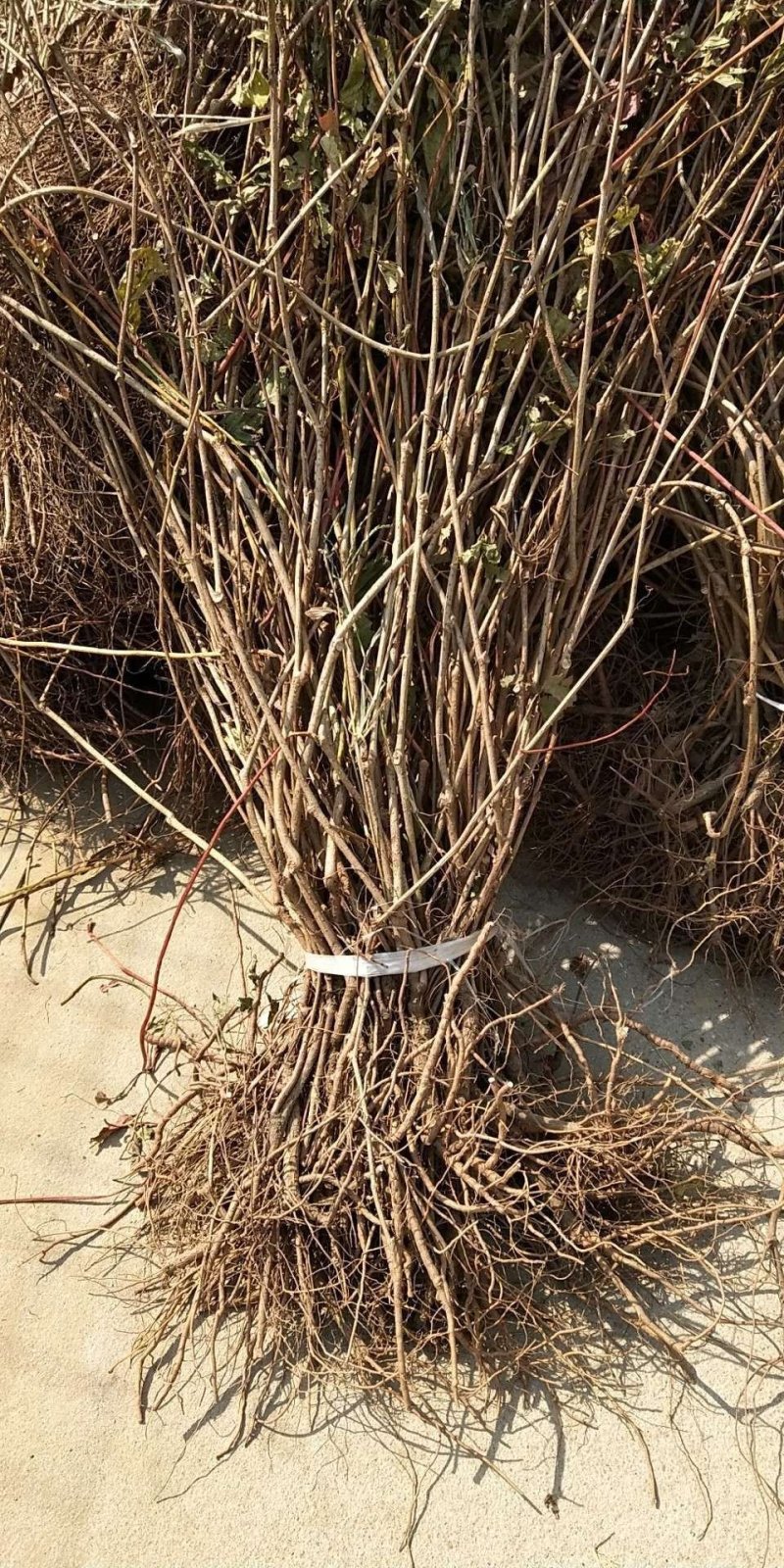 爬山虎五叶地锦三叶地锦护坡绿化遮阳易栽易成活