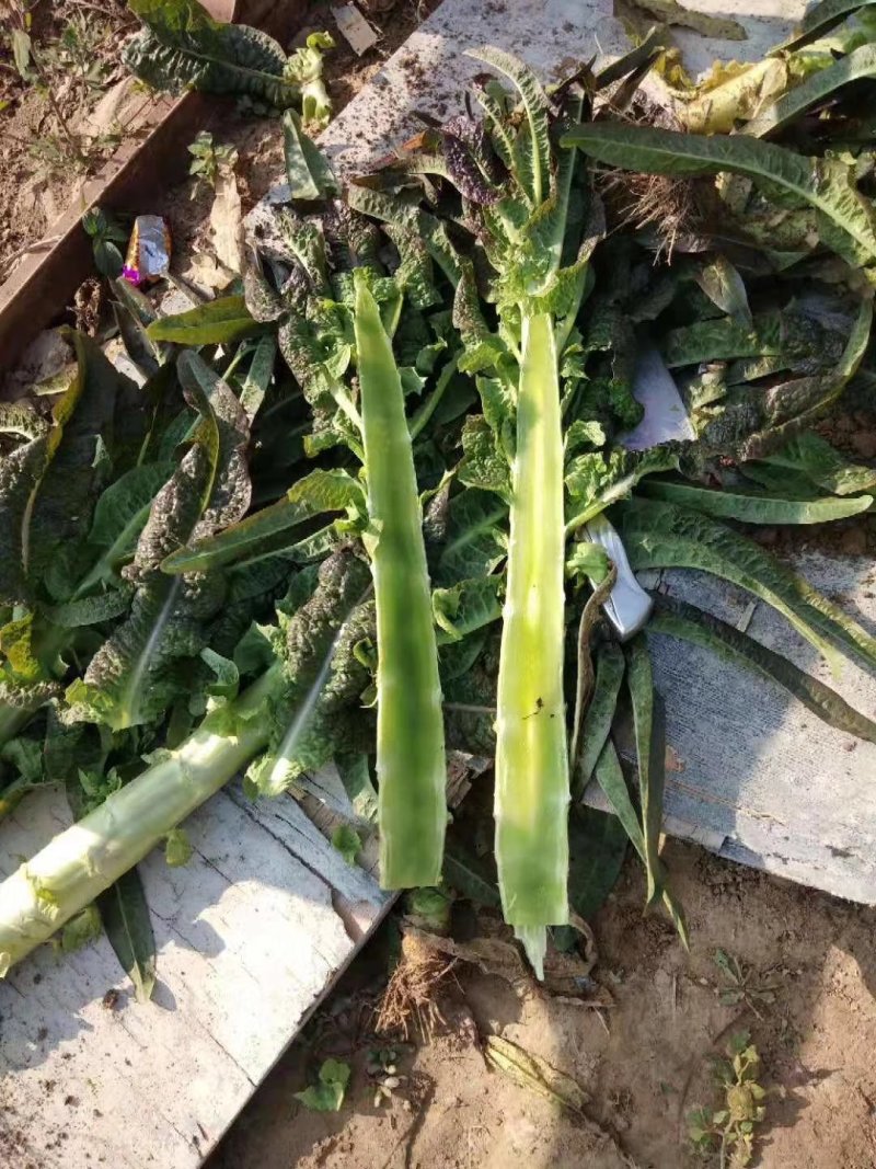 莴苣。红叶莴苣。不空心，无裂口，支持视频看货。