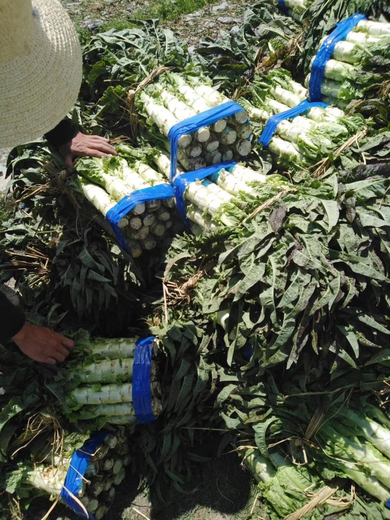 莴苣。红叶莴苣。不空心，无裂口，支持视频看货。