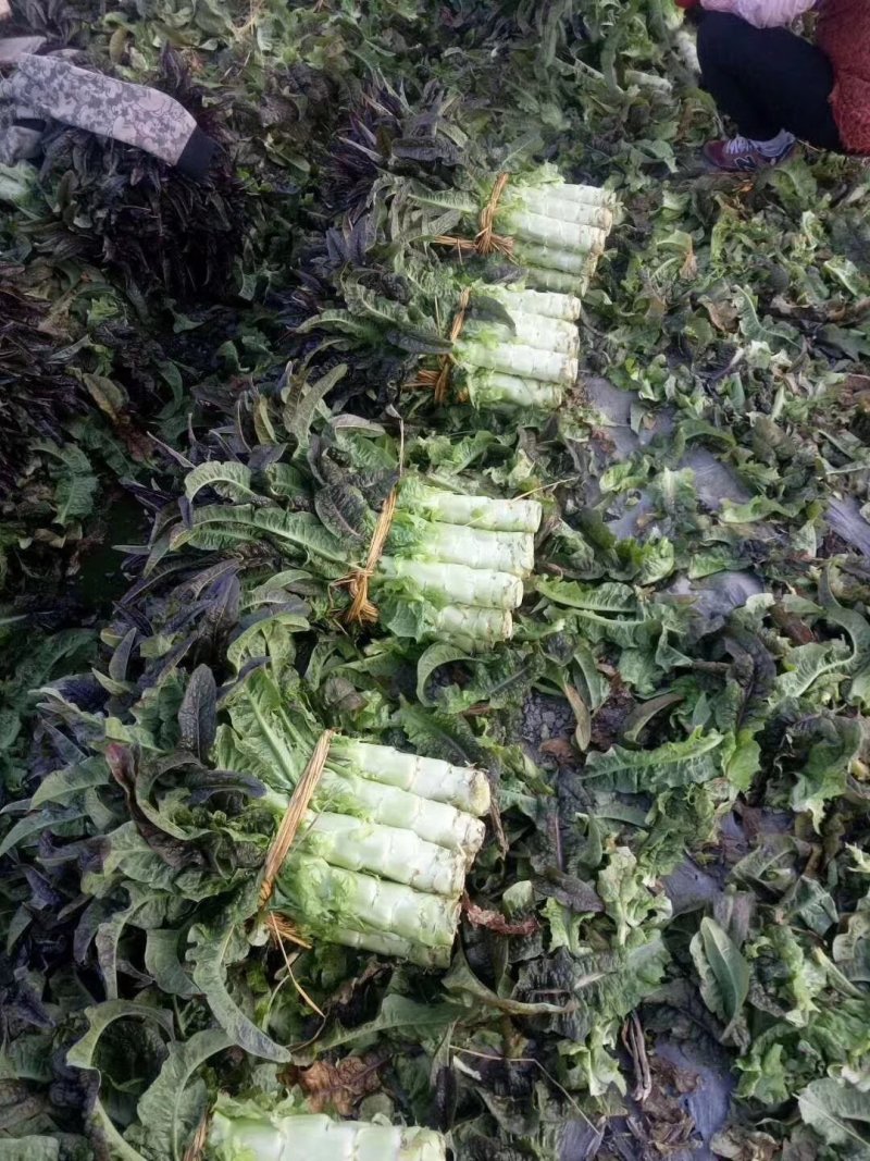 莴苣。红叶莴苣。不空心，无裂口，支持视频看货。